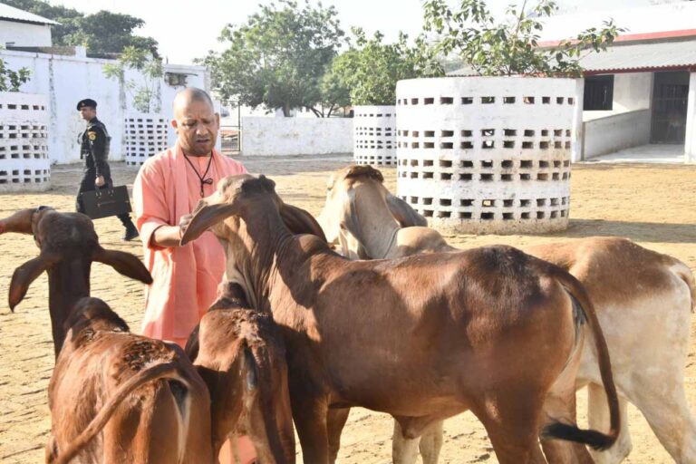 गोरखनाथ मंदिर की गोशाला में सीएम योगी ने की गोसेवा