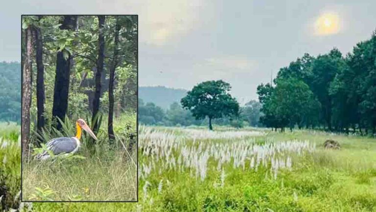 चक्रवात अरनब के प्रभाव से सुहावना हुआ मौसम, बांधवगढ़ टाइगर रिजर्व में प्रबंधन सतर्क