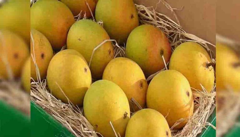 दिवाली पर भी मिलेगा हापुस आम का स्वाद, बिना सीजन के बाजार में कैसे पहुंचा अल्फांसो?