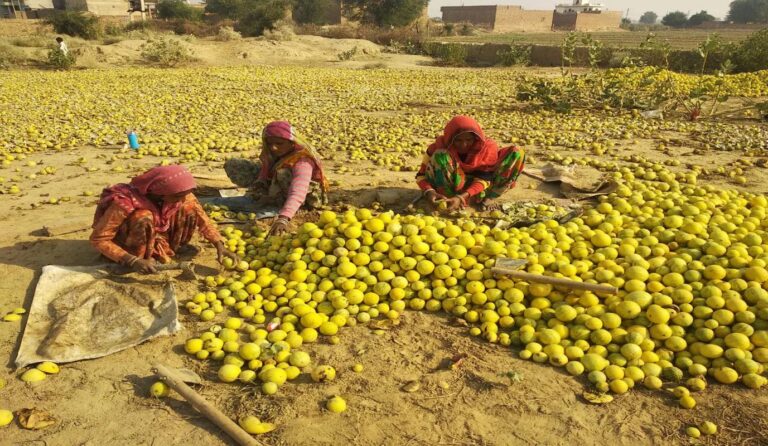 राजस्थान के किसानों की चमकेगी किस्मत! रेगिस्तान में उगने वाला तुम्बा बनेगा कमाई का नया जरिया