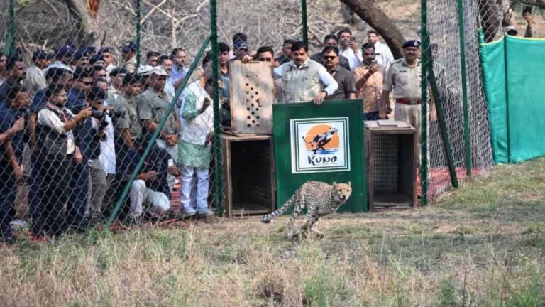 सागर के वीरांगना दुर्गावती टाइगर रिजर्व में आज 7 अक्टूबर को छोड़े जाएंगे 2 चीते, 439 हेक्टेयर में तैयार हुआ सुरक्षित ठिकाना