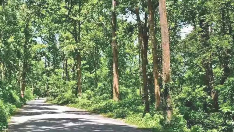बालाघाट का लांजी जंगल बना वन्यजीवों का नया कॉरिडोर, छत्तीसगढ़ से हाथी और महाराष्ट्र से आ रहे बाघ