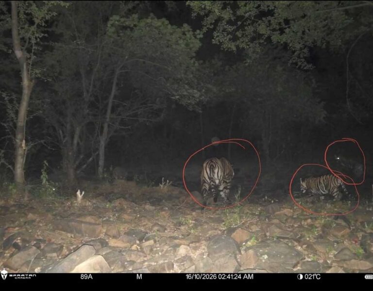 रिजर्व में बाघों की संख्या बढ़कर हुई 11, इनमें 6 का जन्म हुआ माधव टाइगर रिजर्व में